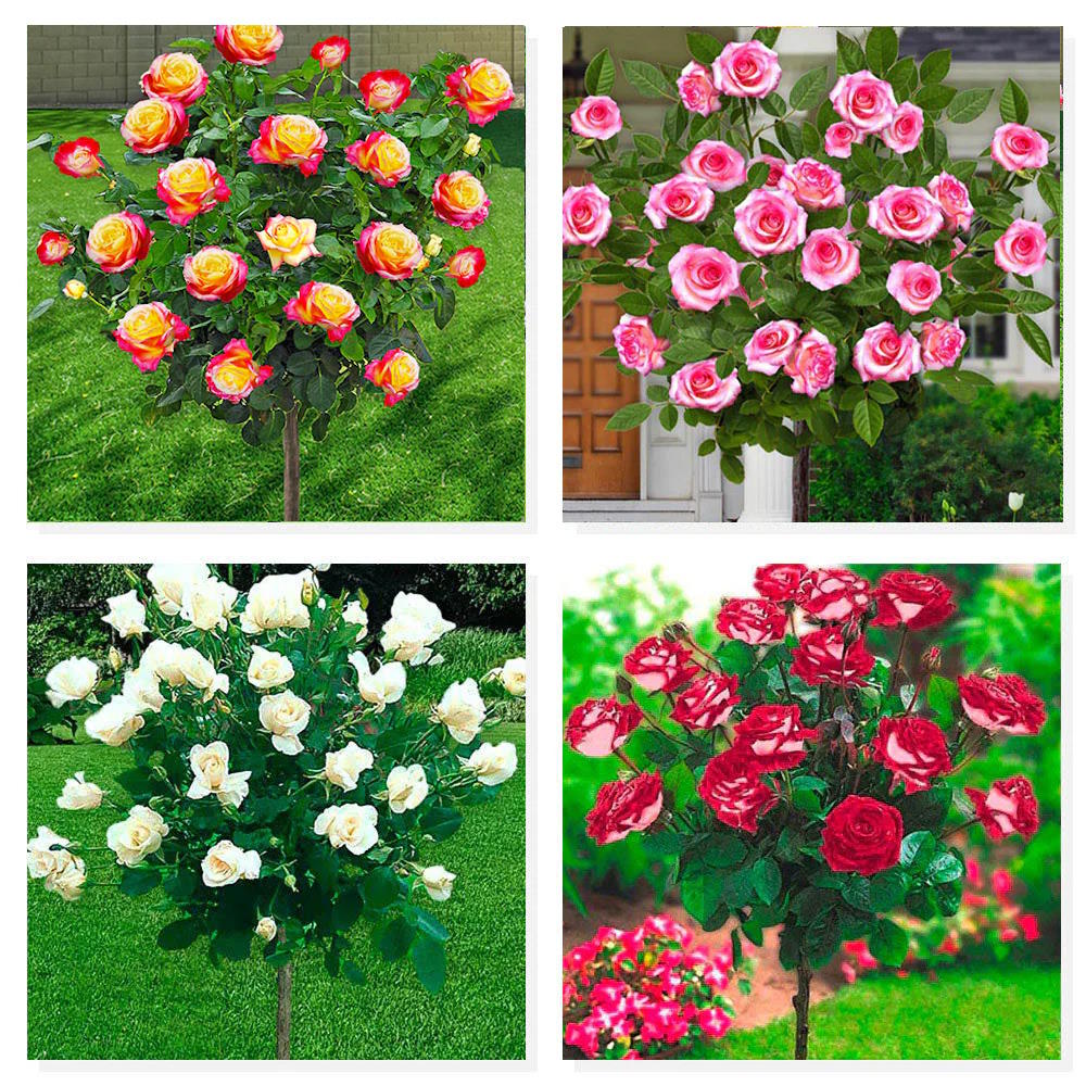 4 rosiers sur tige
